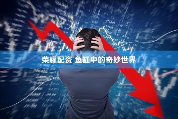 荣耀配资 鱼缸中的奇妙世界